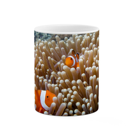 ماگ ( جعبه کادویی رایگان) چیتوکالا طرح ماهی کد mgp12286