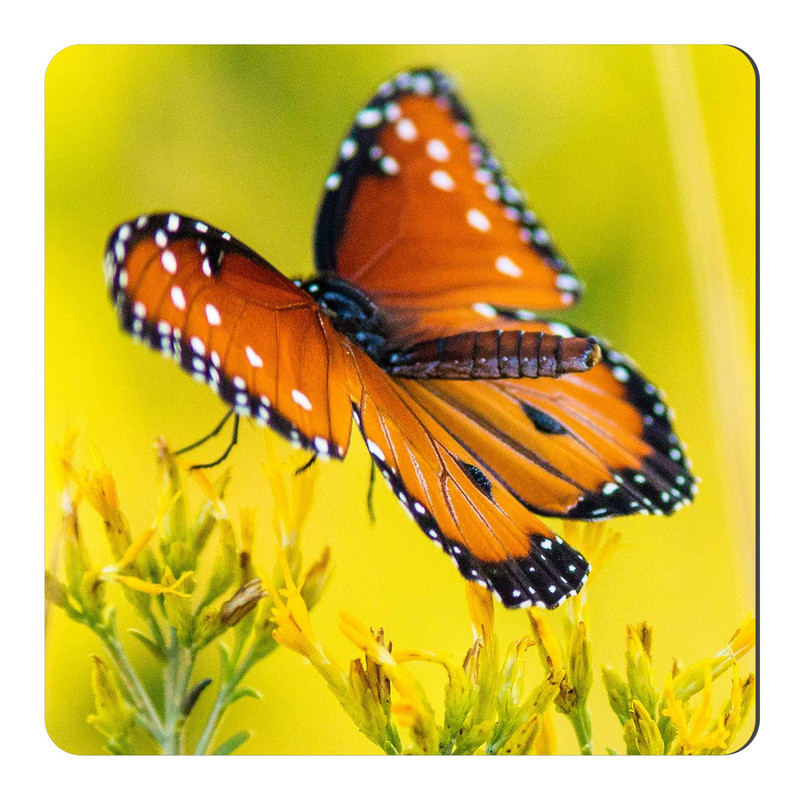 مگنت طرح پروانه کد NIM1381
